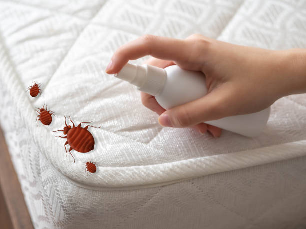 Best Pest Control Near Me in Fort Shawnee, OH